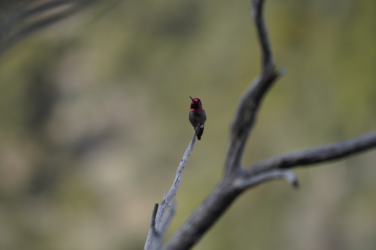Anna's Hummingbird - ML633995173