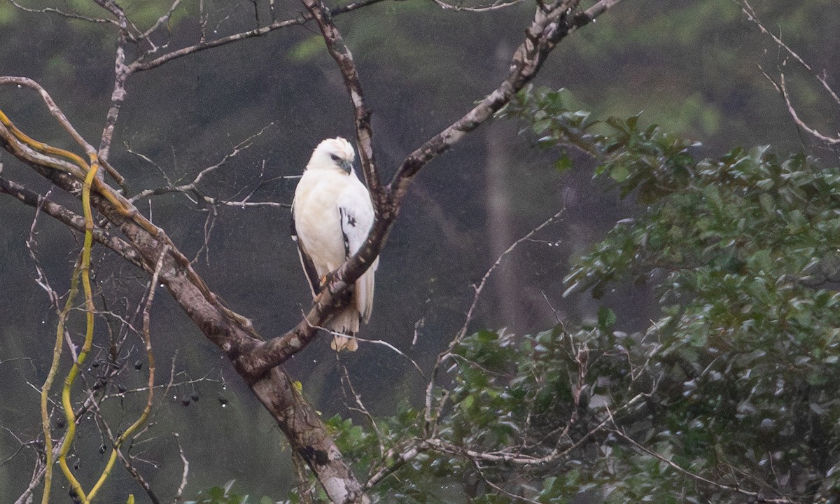 White Hawk (Snowy) - ML633995233