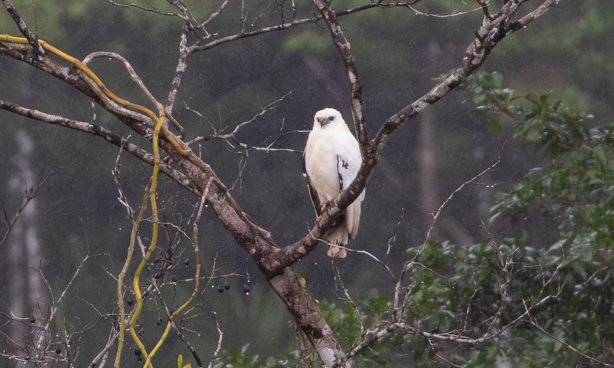 White Hawk (Snowy) - ML633995234