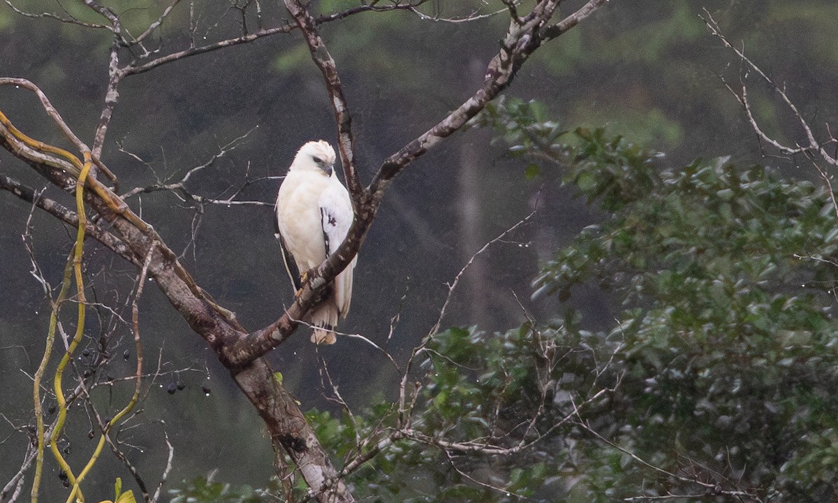 White Hawk (Snowy) - ML633995235