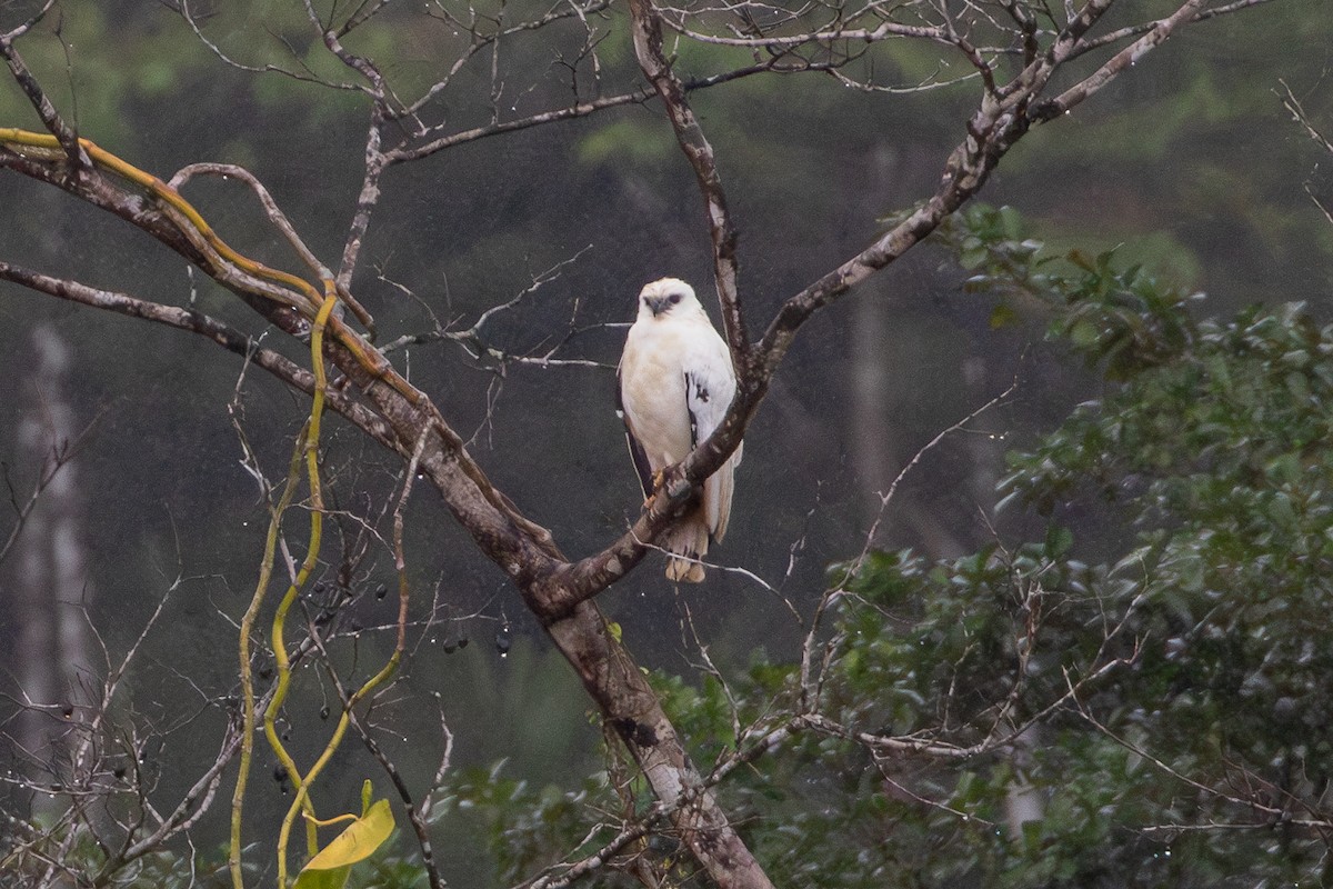 White Hawk (Snowy) - ML633995237