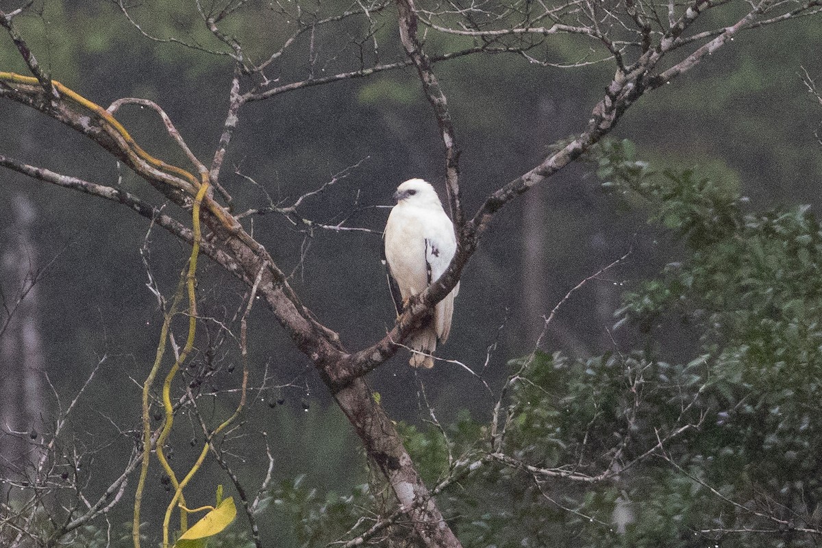 White Hawk (Snowy) - ML633995244