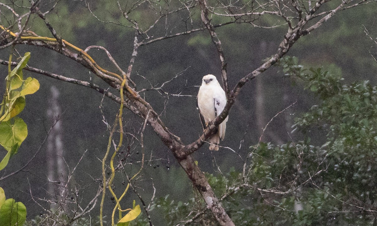 White Hawk (Snowy) - ML633995245