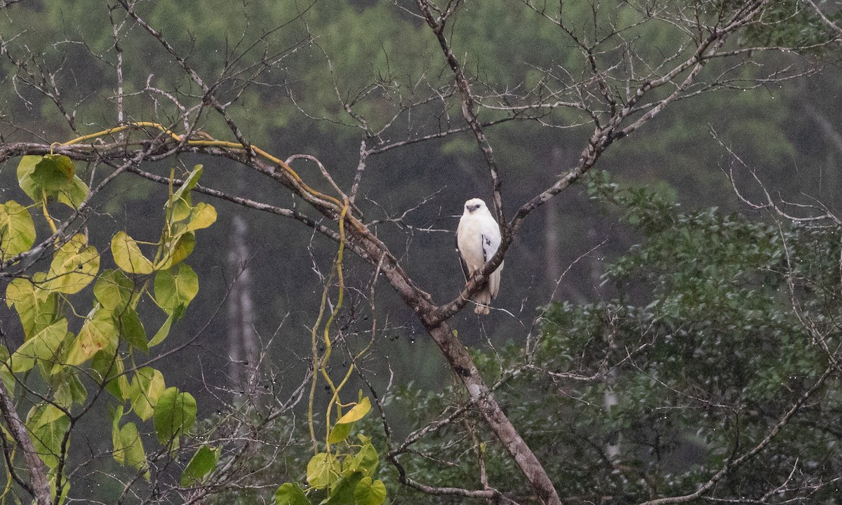 White Hawk (Snowy) - ML633995246