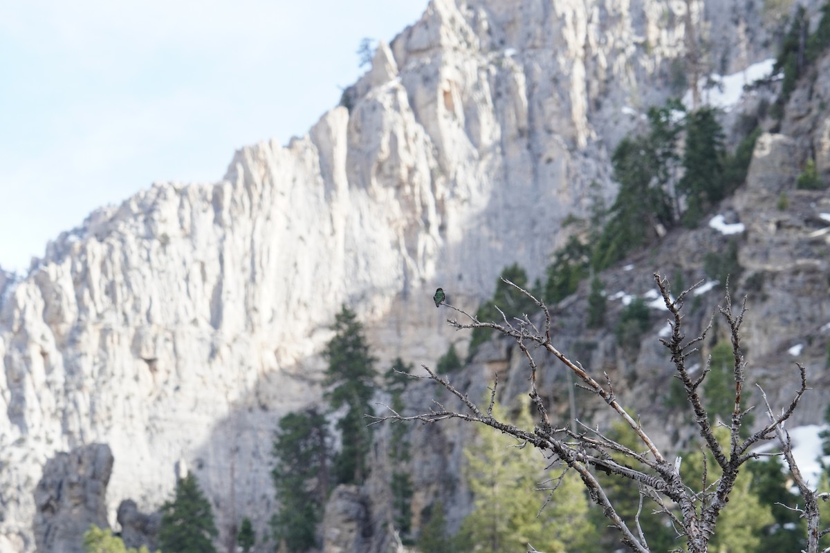 Anna's Hummingbird - ML633995266