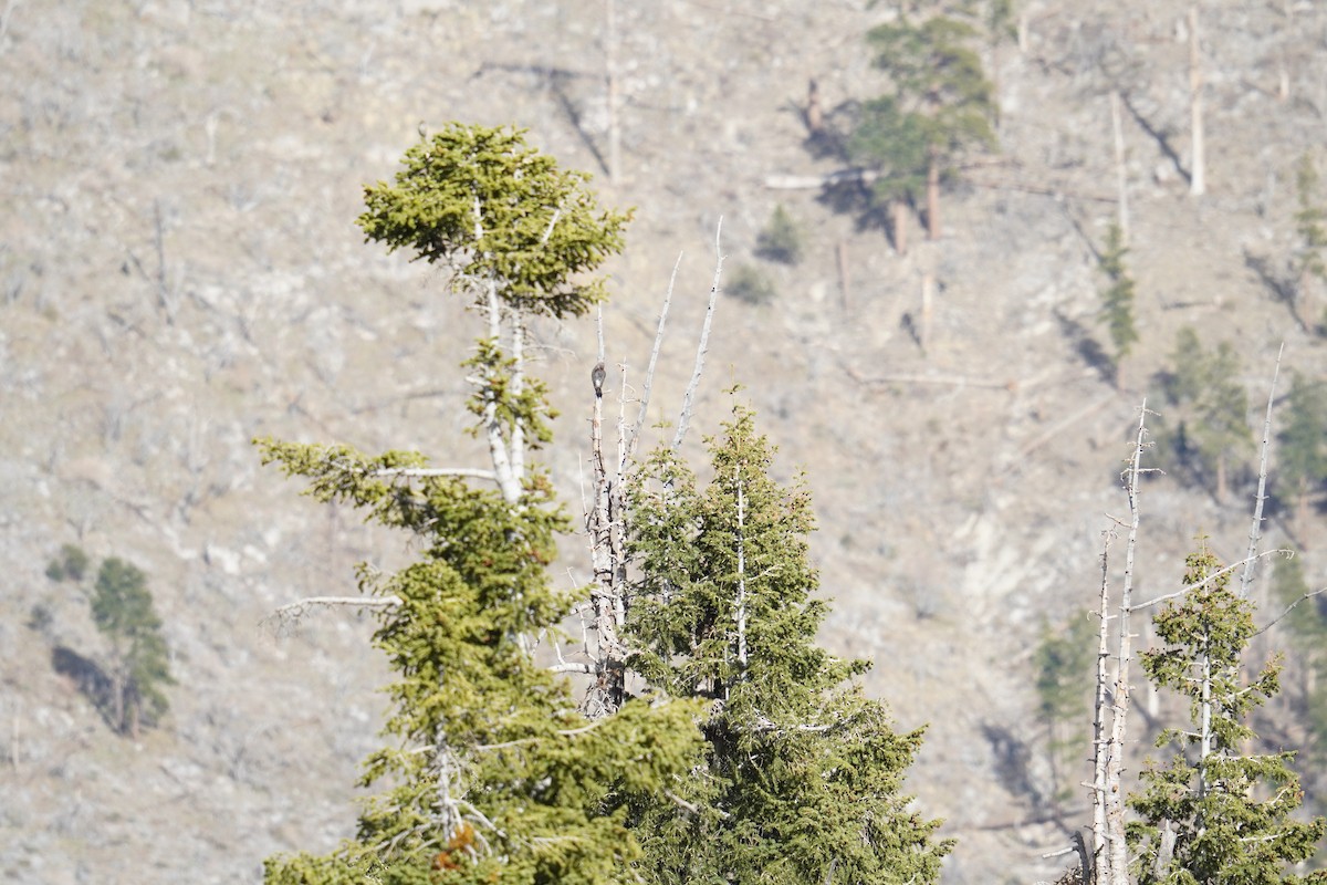 Northern Flicker (Red-shafted) - ML633995293
