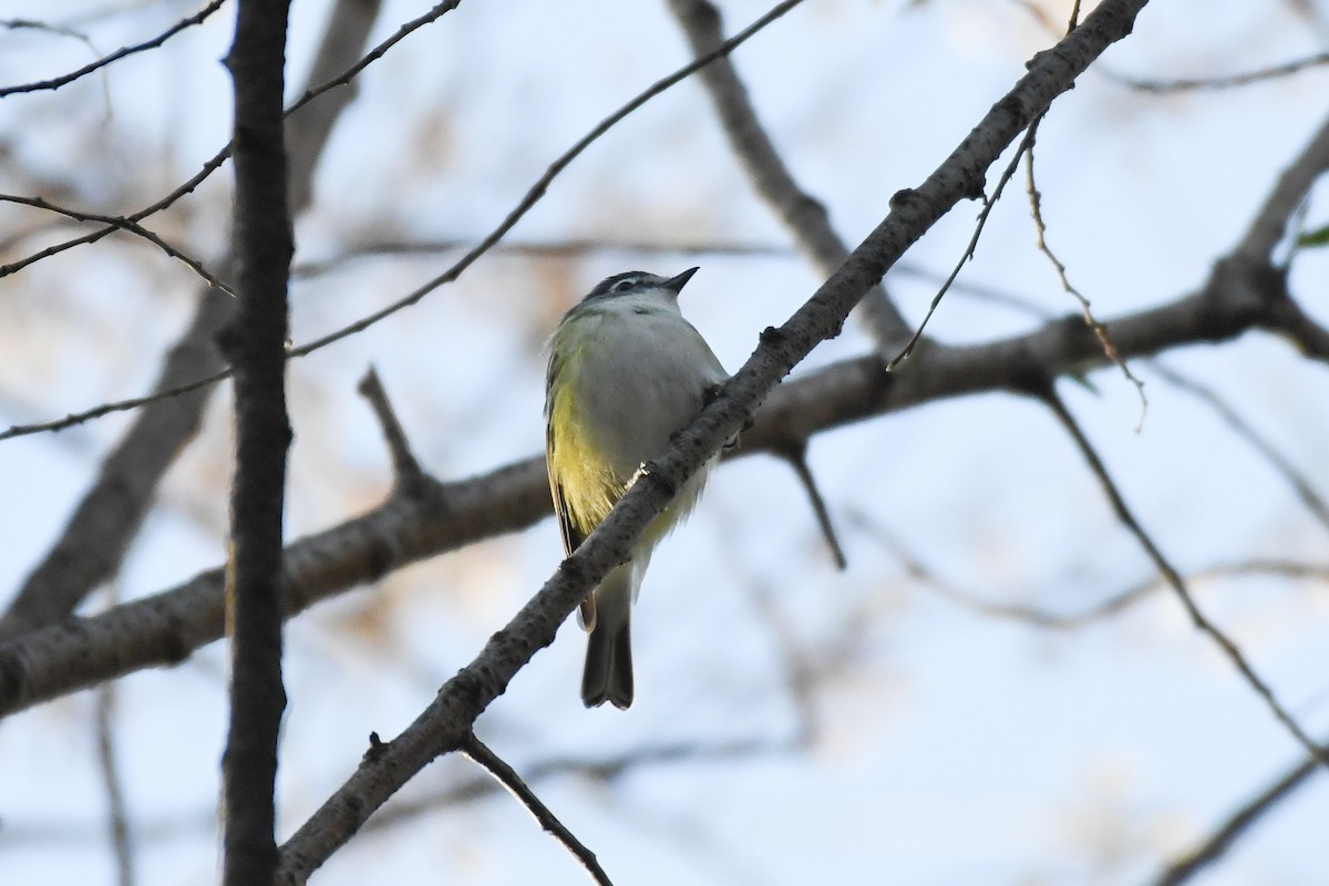 Blue-headed Vireo - ML633995314