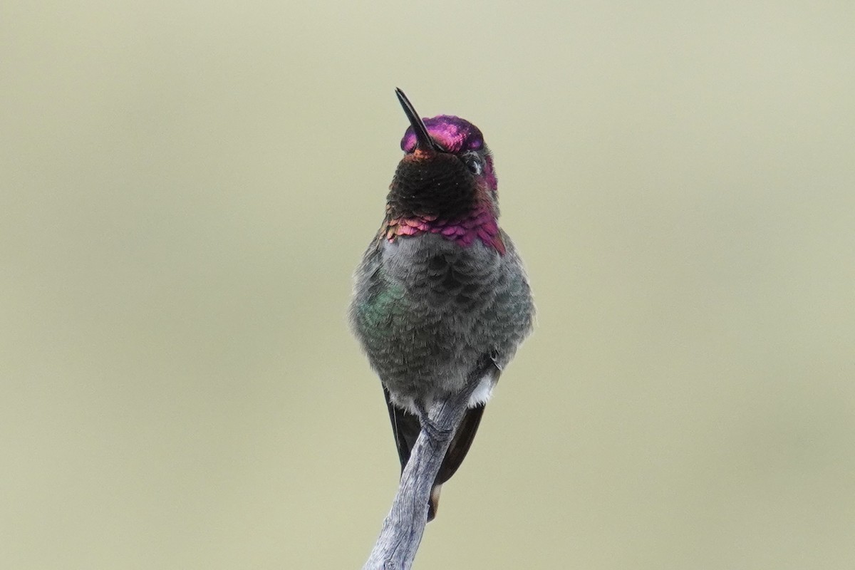 Anna's Hummingbird - ML633995333