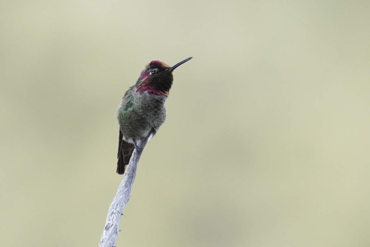 Anna's Hummingbird - ML633995347