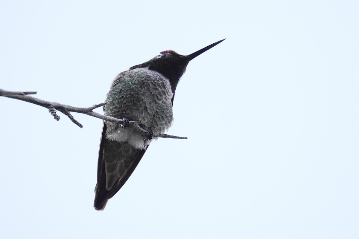 Anna's Hummingbird - ML633995361