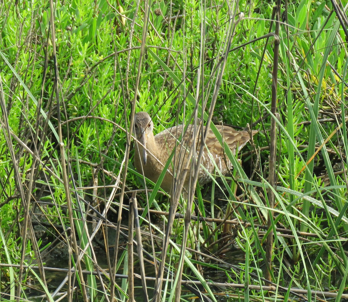Clapper Rail - ML633995370