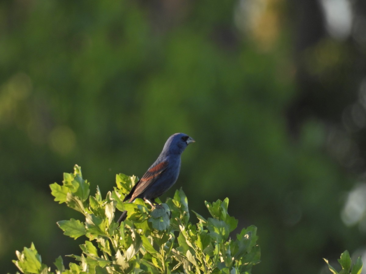 Blue Grosbeak - ML633995432