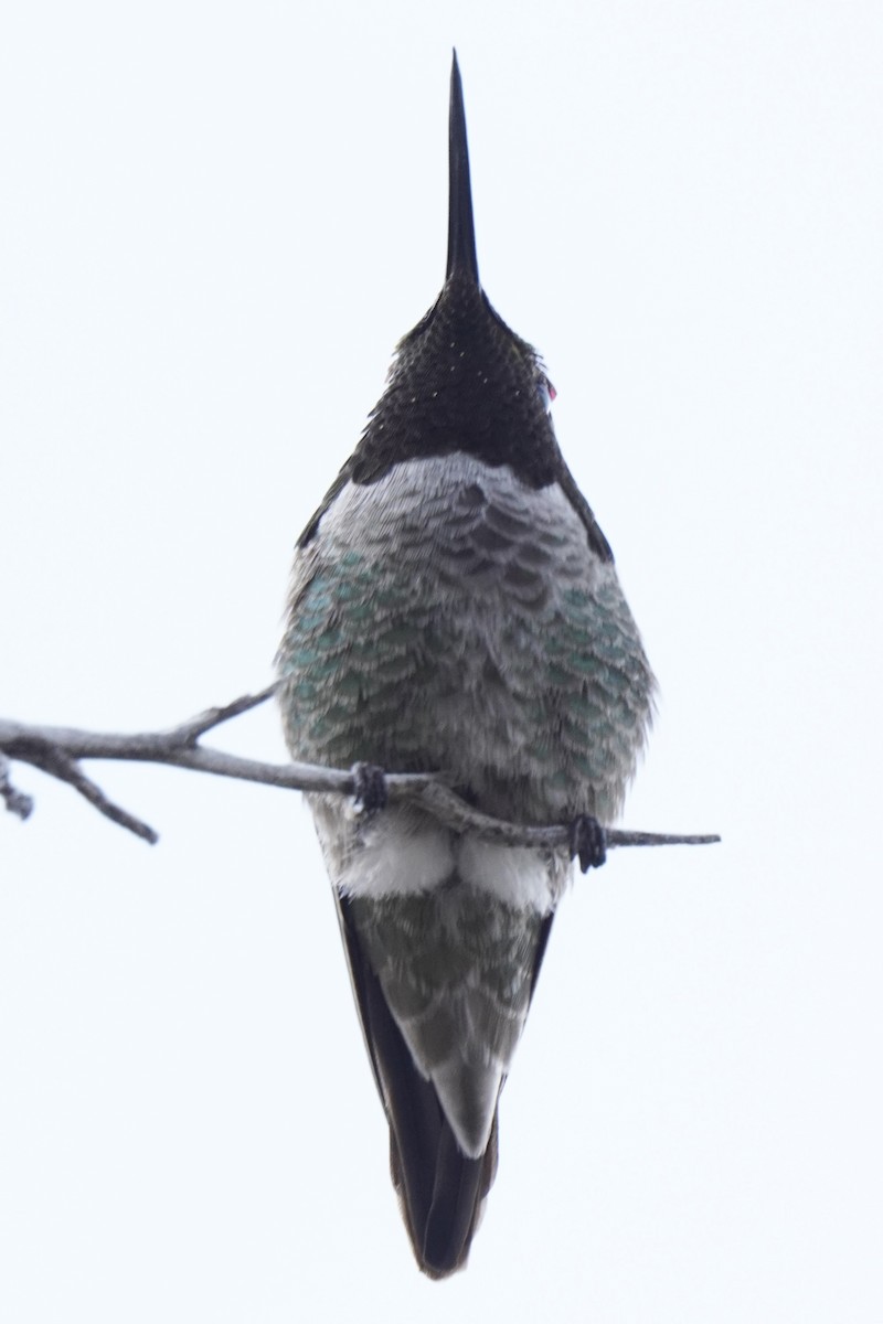 Anna's Hummingbird - ML633995439