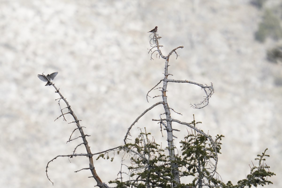 Cassin's Finch - ML633995467