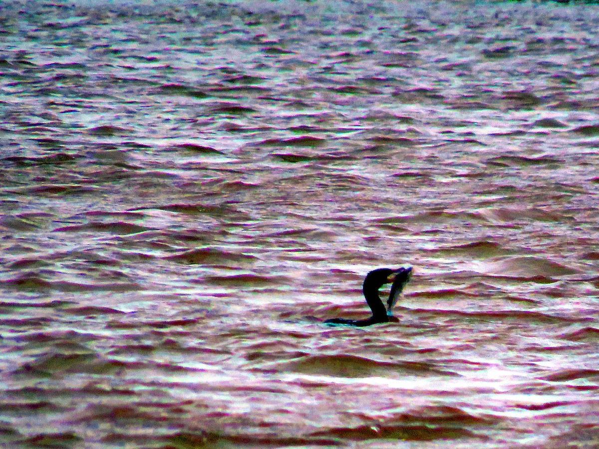 Double-crested Cormorant - ML633995469
