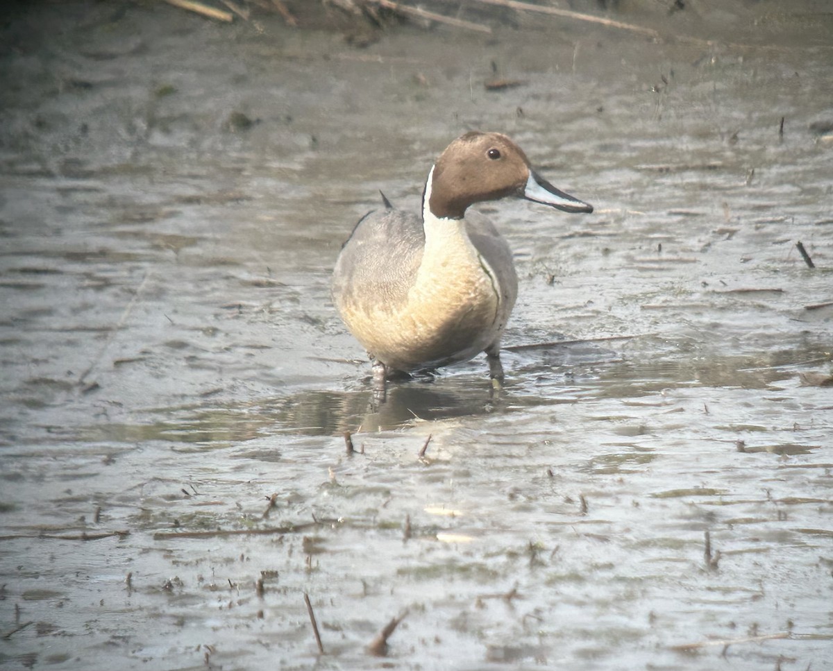 Northern Pintail - ML633995474