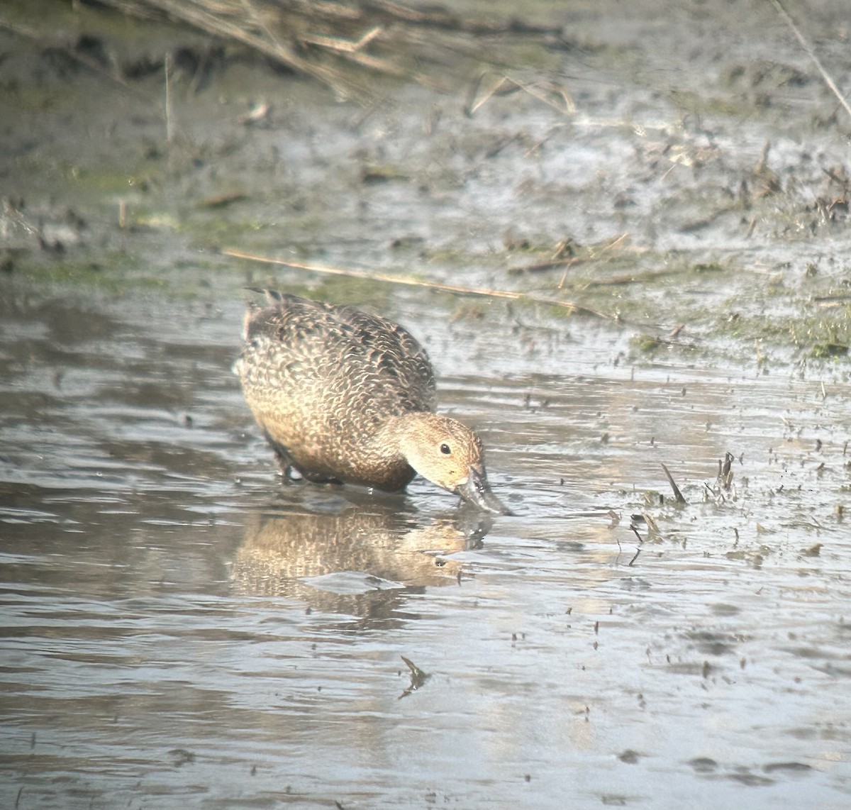 Northern Pintail - ML633995489