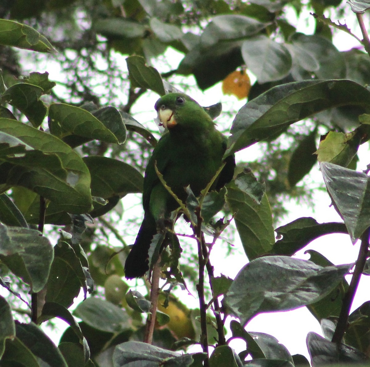 Blue-bellied Parrot - ML633995545
