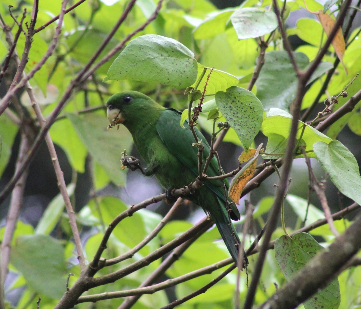 Blue-bellied Parrot - ML633995546