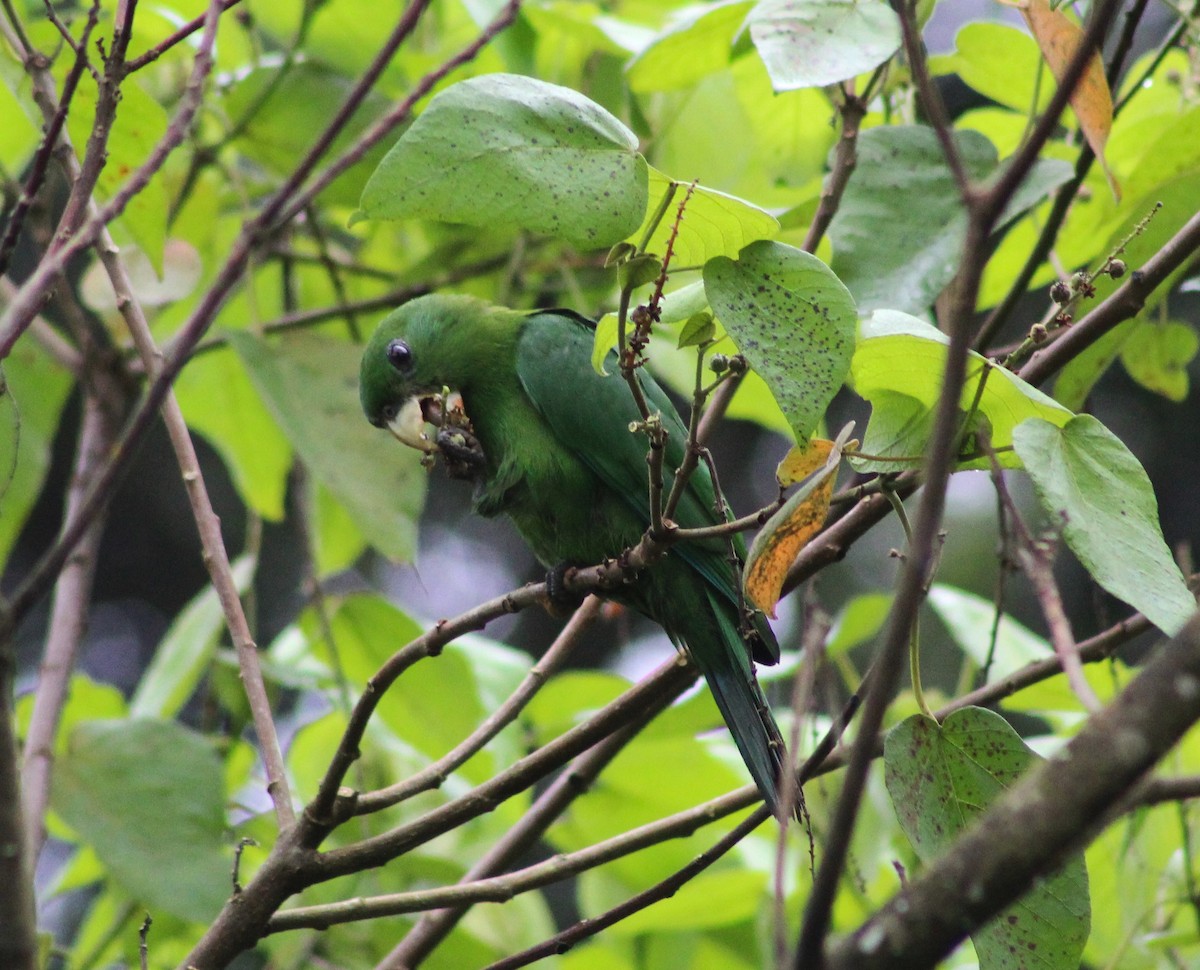 Blue-bellied Parrot - ML633995547