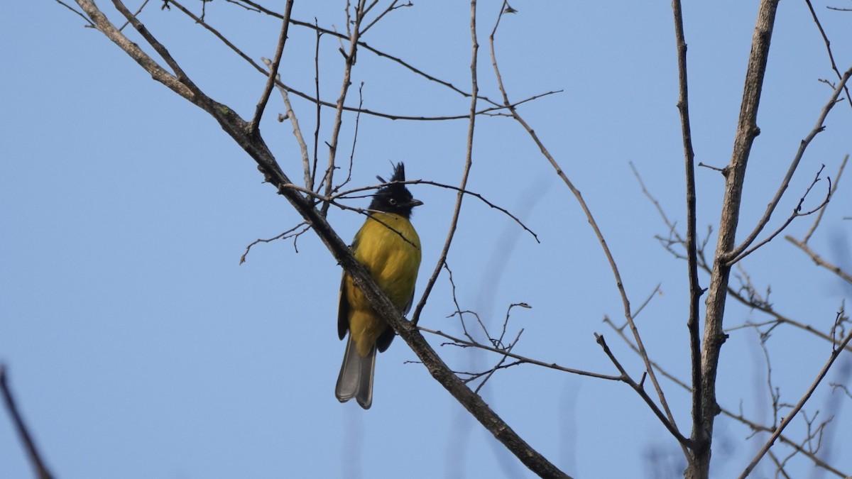 Black-hooded Oriole - ML633995560