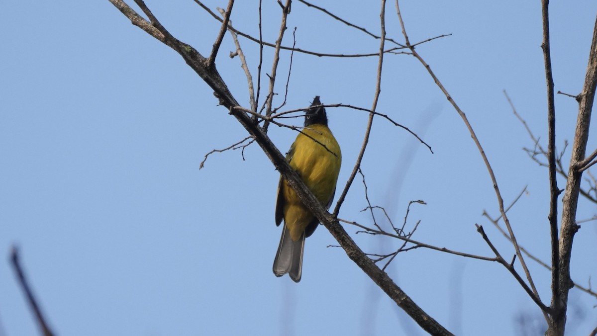 Black-hooded Oriole - ML633995568