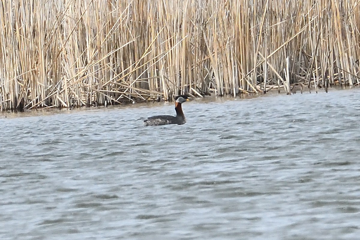 Red-necked Grebe - ML633995621