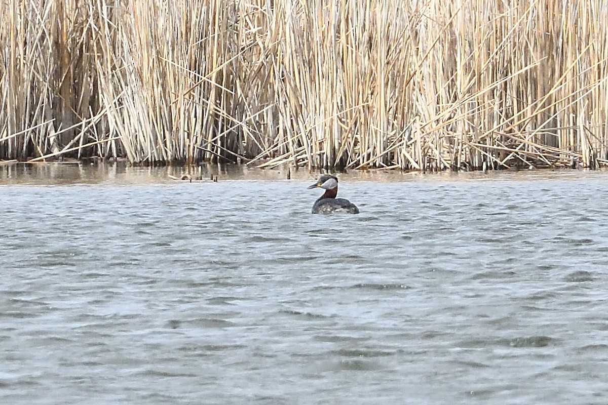 Red-necked Grebe - ML633995624