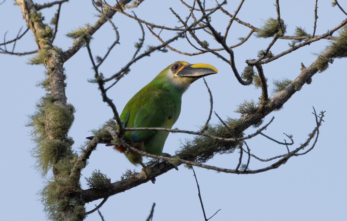 Northern Emerald-Toucanet (Wagler's) - ML633995634