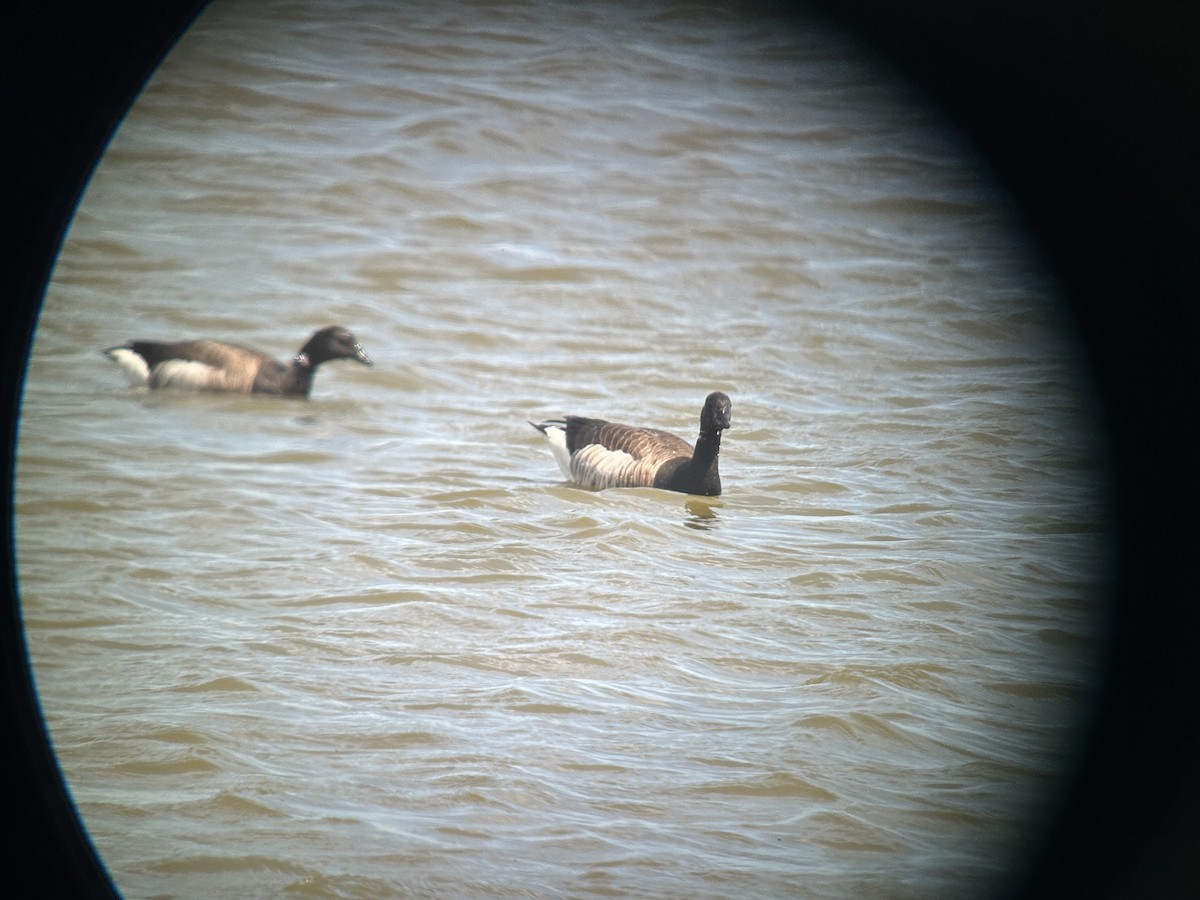 Brant - ML633995655