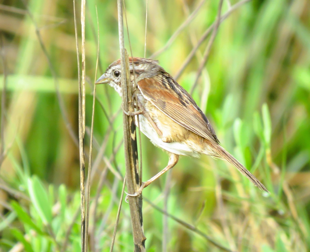 Swamp Sparrow - ML633995710