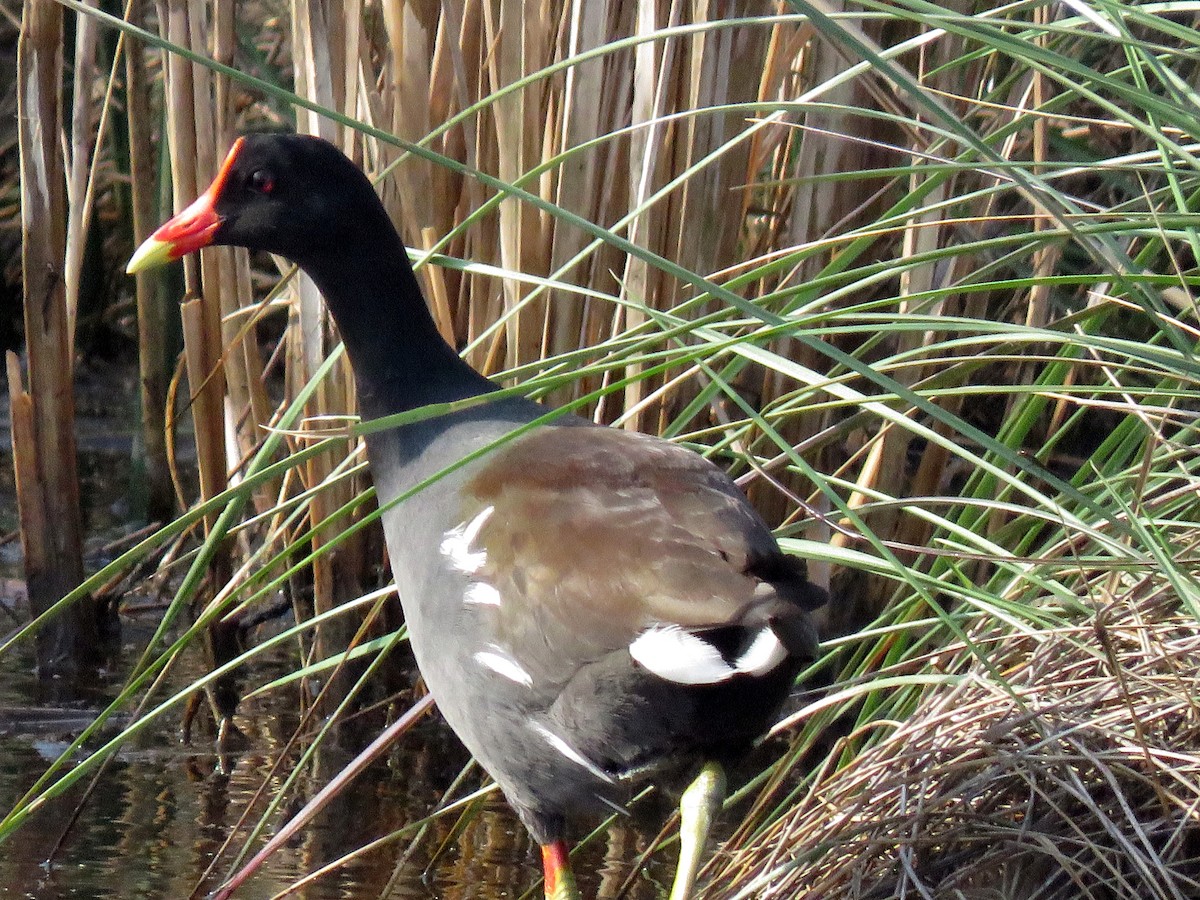 Common Gallinule - ML633995871