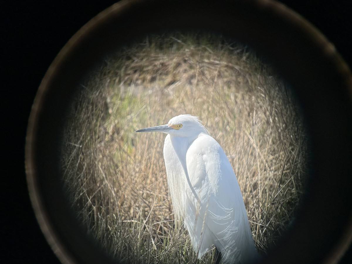 Snowy Egret - ML633995874