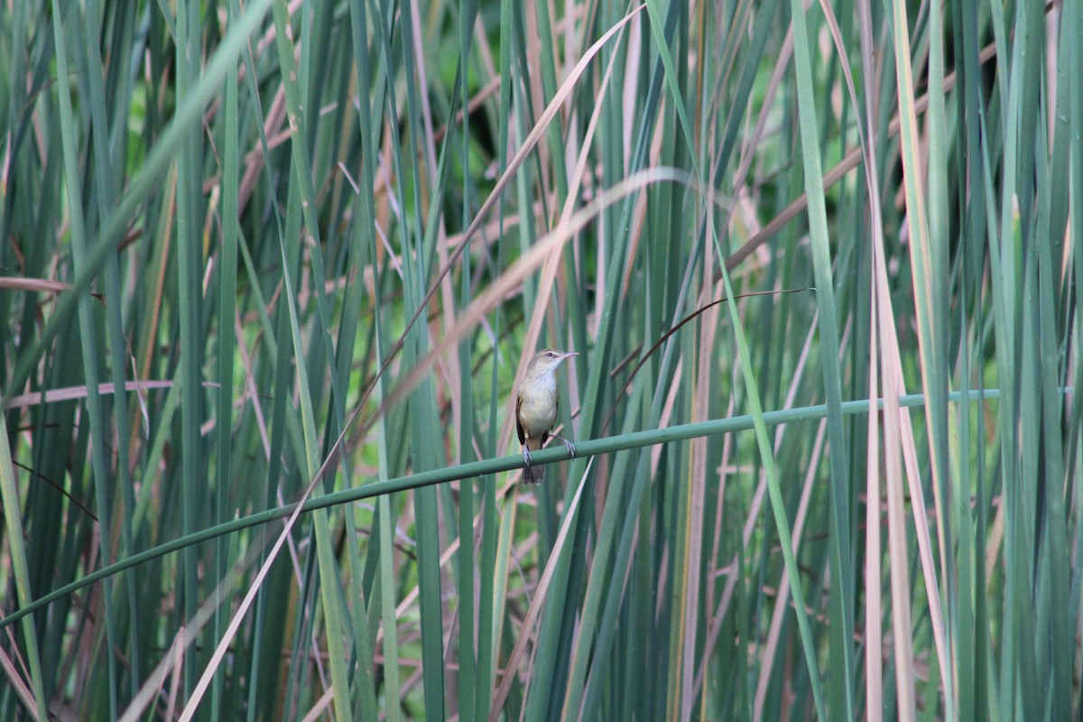 Oriental Reed Warbler - ML633995887