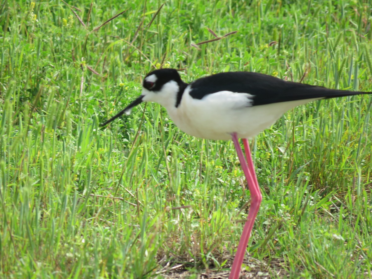 Black-necked Stilt - ML633995894