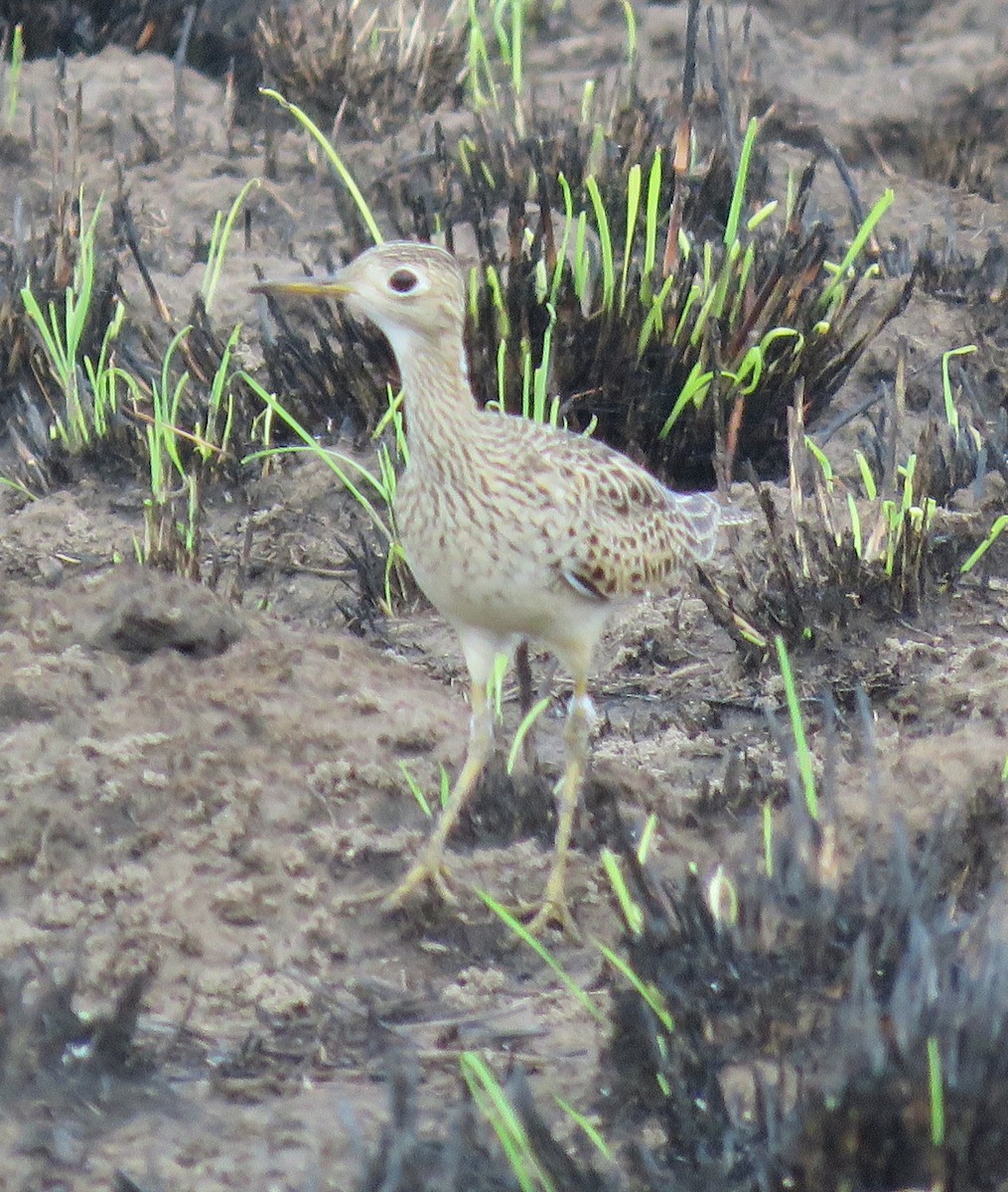Upland Sandpiper - ML633995906