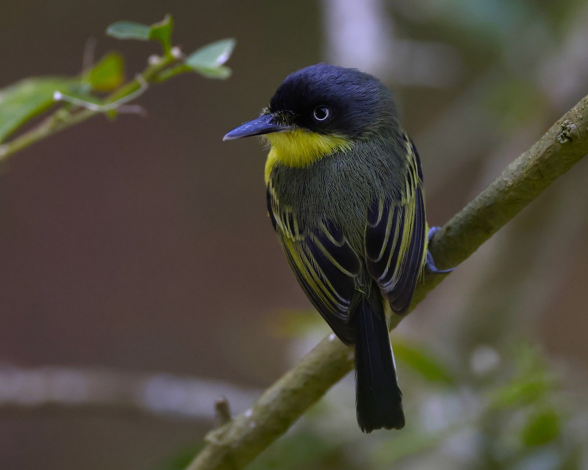 Common Tody-Flycatcher - John Mills