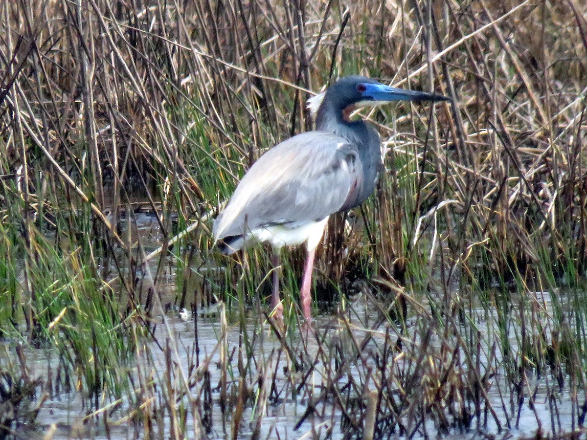 Tricolored Heron - ML633995954