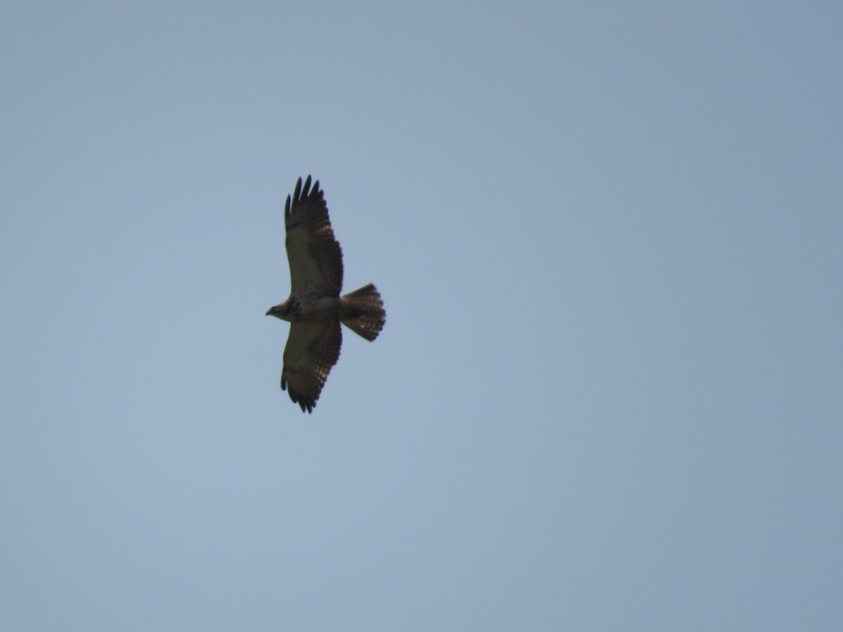 Swainson's Hawk - ML633995994