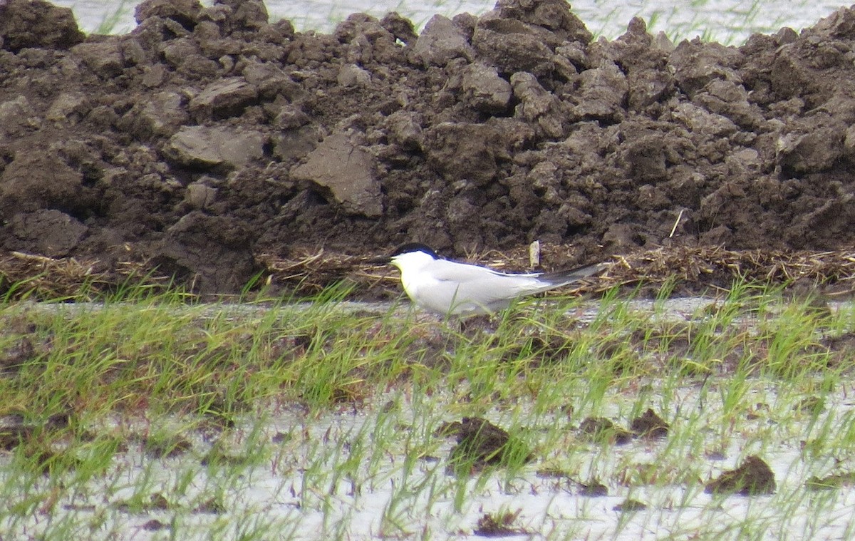 Gull-billed Tern - ML633995999