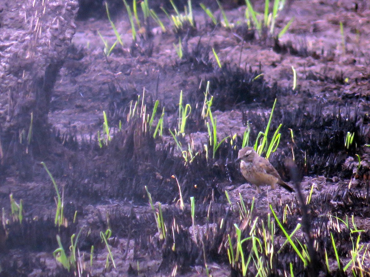 American Pipit - ML633996005