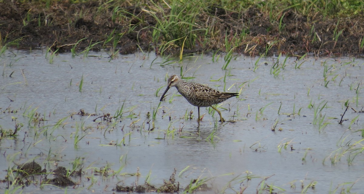 Stilt Sandpiper - ML633996033