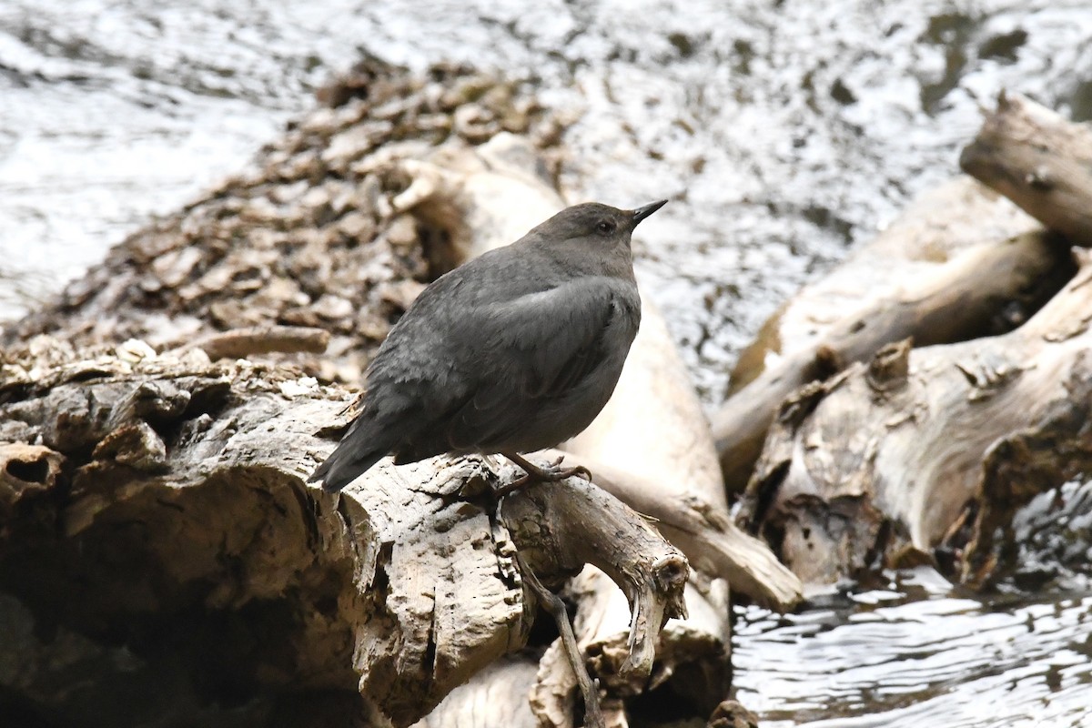 American Dipper - ML633996132