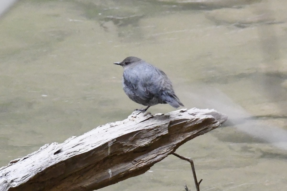 American Dipper - ML633996145