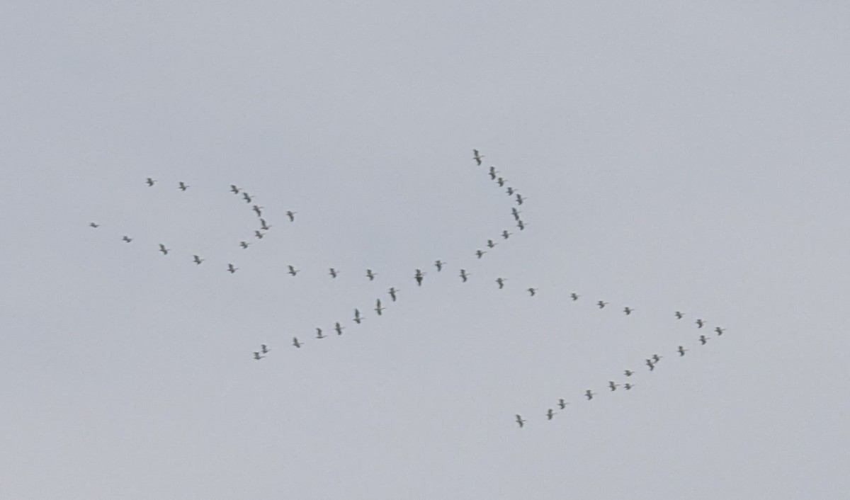 American White Pelican - ML633996305