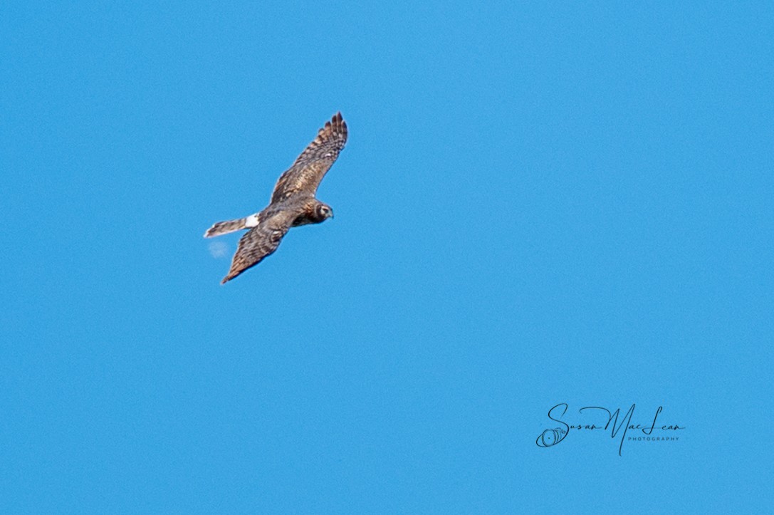 Northern Harrier - ML633996319