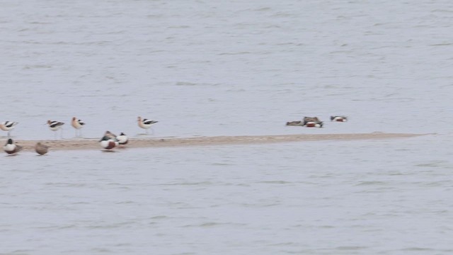 American Avocet - ML633996363
