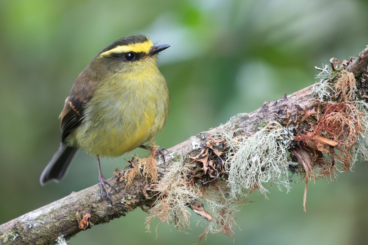 Yellow-bellied Chat-Tyrant - RJ Baltierra