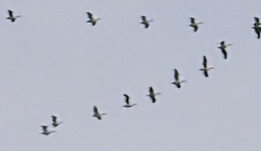 American White Pelican - ML633996454