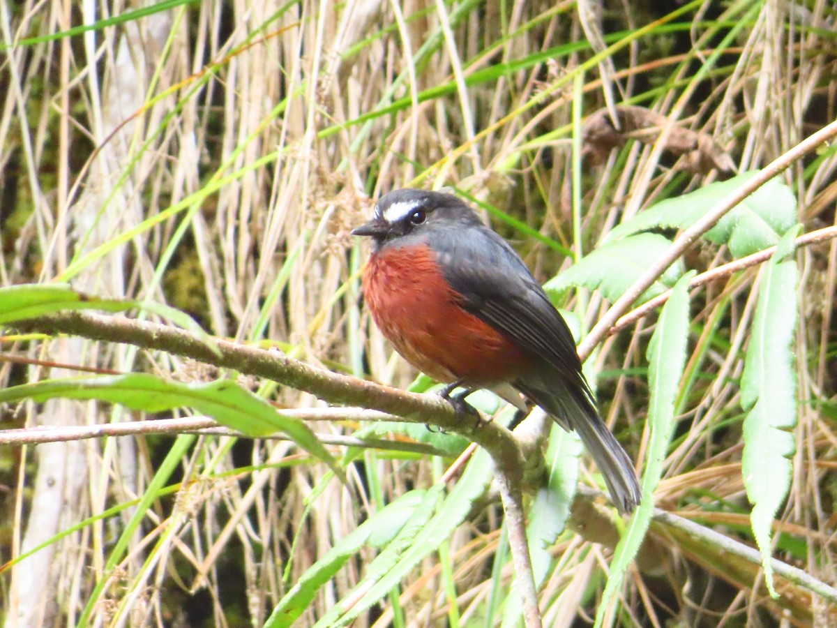 Chestnut-bellied Chat-Tyrant - ML633996491
